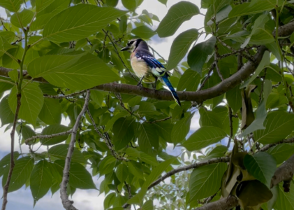 Backyard Bluejays