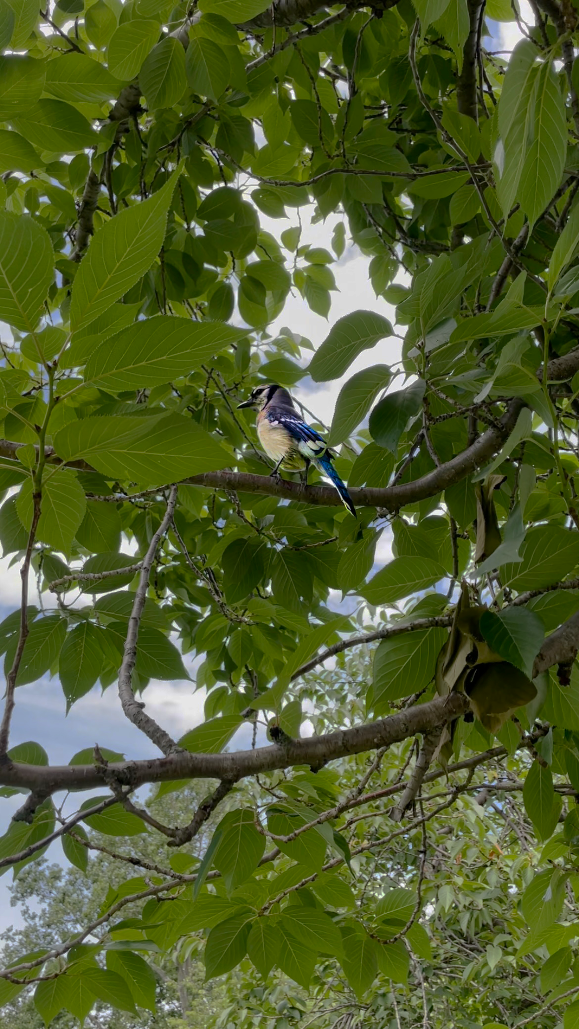 Backyard Bluejays