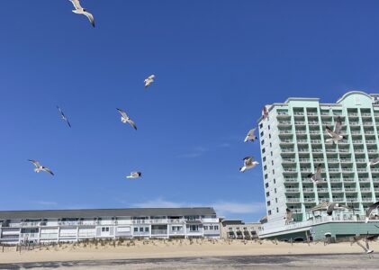 Ocean City Beach Birds