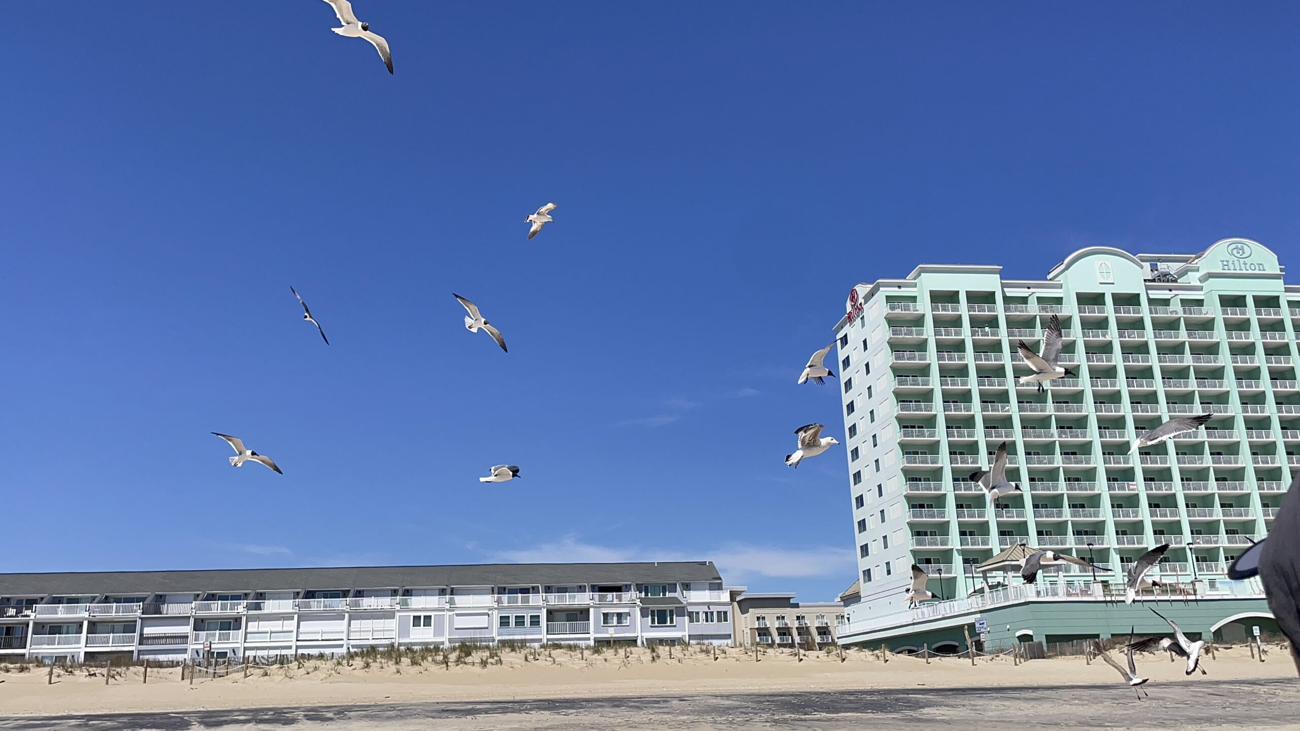 Ocean City Beach Birds