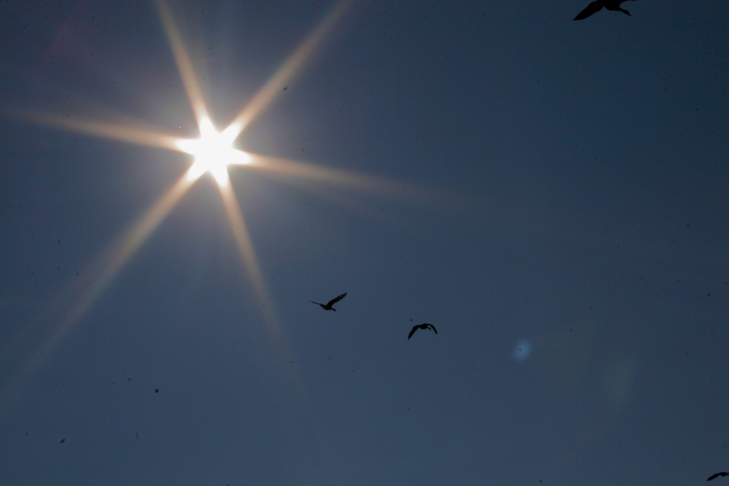 Seagulls in the Sky