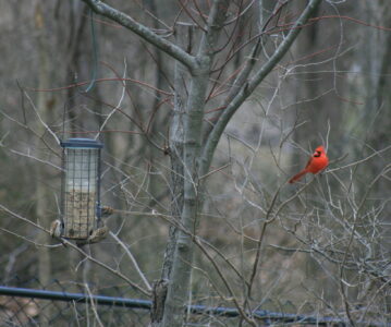 Red Cardinal