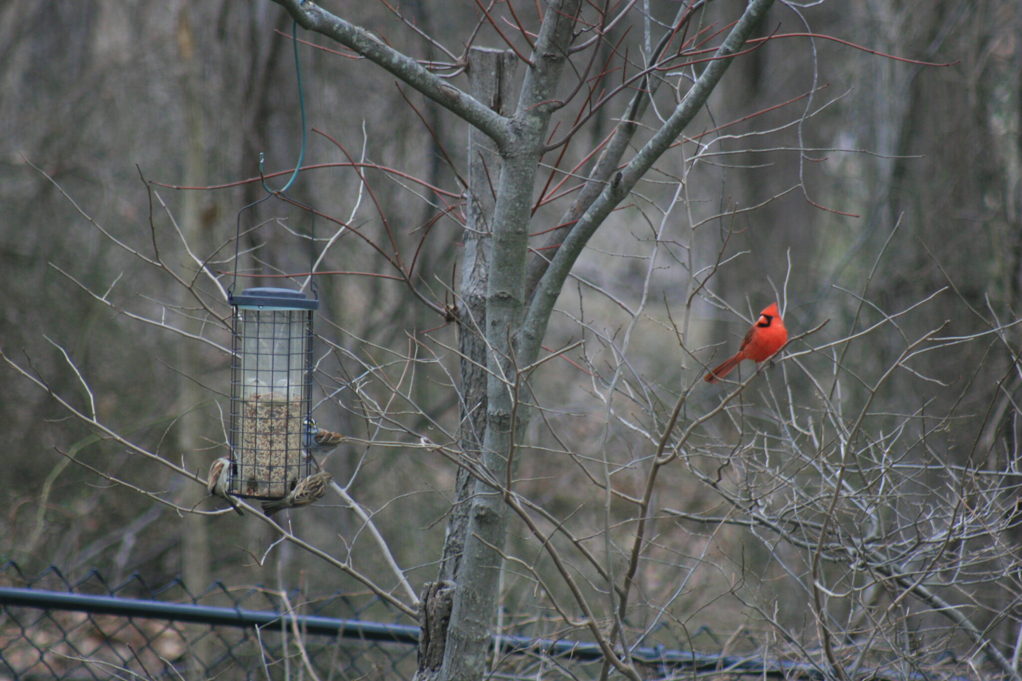 Red Cardinal