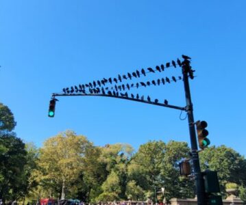 Central Park, NYC