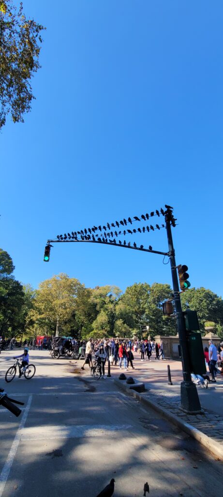 Central Park, NYC