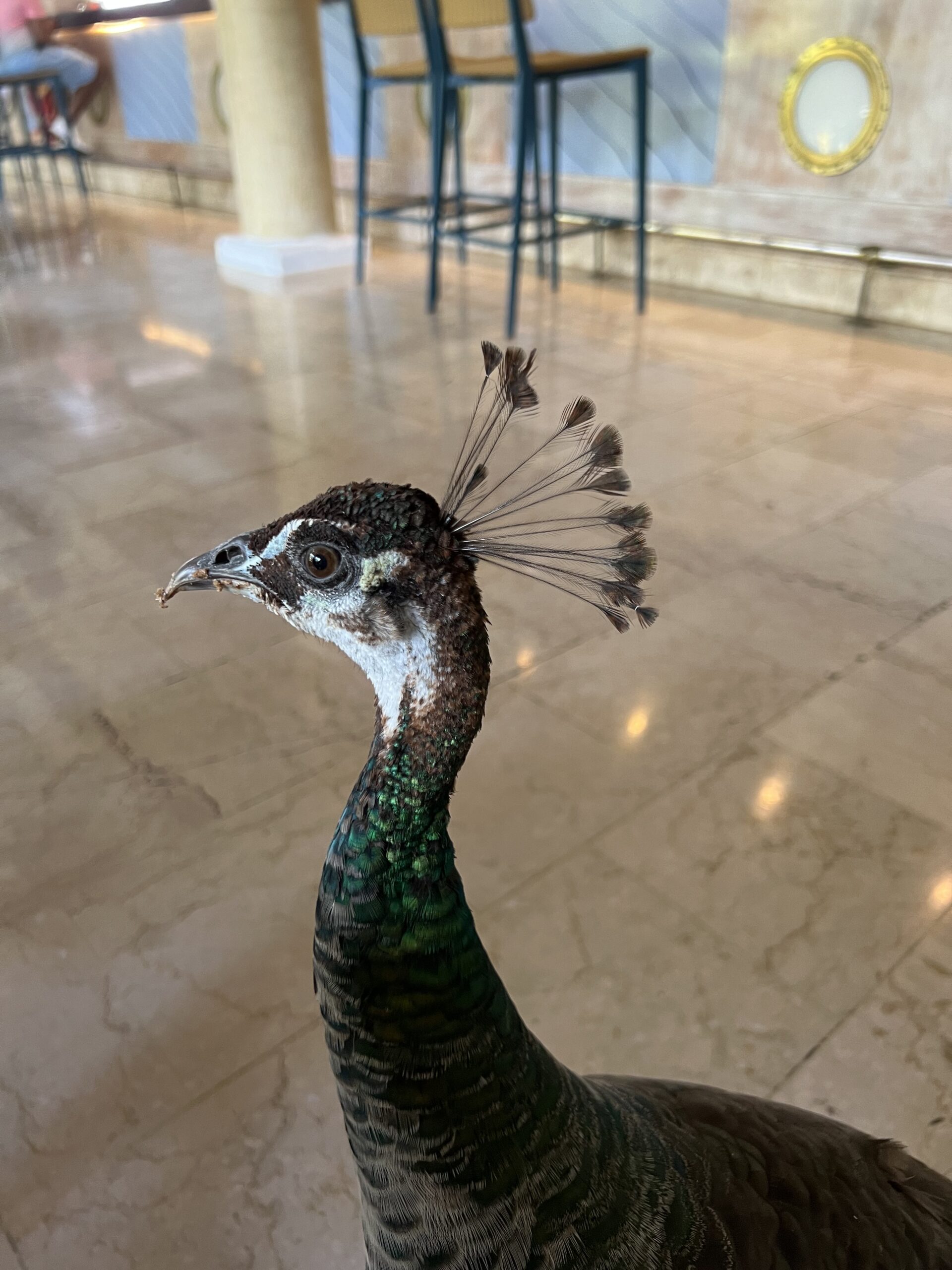 Birds in the Dominican Republic